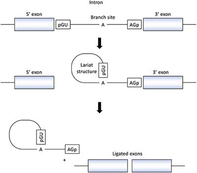 The Contribution of COL4A5 Splicing Variants to the Pathogenesis of X-Linked Alport Syndrome